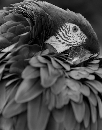 picture of a parrot